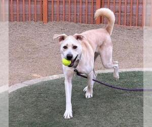 Labrador Retriever-Unknown Mix Dogs for adoption in Las Vegas, NV, USA
