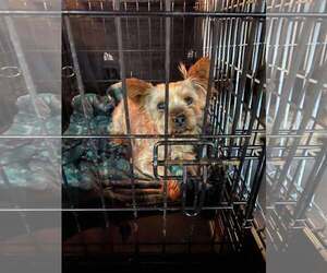 Mutt Dogs for adoption in Lewistown, PA, USA