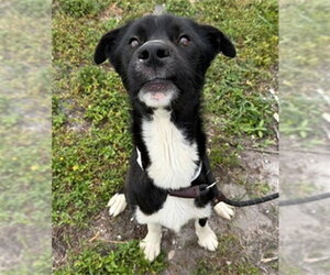 Border Collie Dogs for adoption in Fort Lauderdale, FL, USA