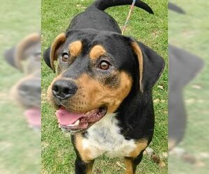 Rottweiler-Unknown Mix Dogs for adoption in Tyler, TX, USA