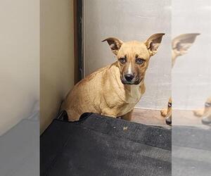 Mutt Dogs for adoption in Bakersfield, CA, USA