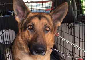 German Shepherd Dog Dogs for adoption in Newport Beach, CA, USA