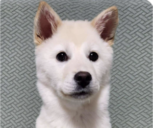 Mutt Dogs for adoption in San Ramon, CA, USA