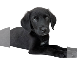 Labrador Retriever-Unknown Mix Dogs for adoption in Rockville, MD, USA