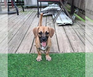 Chiweenie Dogs for adoption in Coldwater, MI, USA