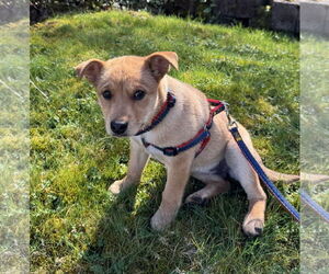 Mutt Dogs for adoption in Bellevue, WA, USA