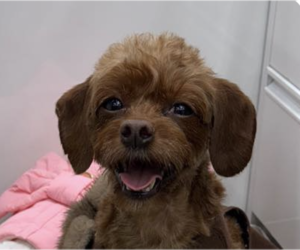 Poodle (Miniature) Dogs for adoption in San Ramon, CA, USA