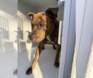 Staffordshire Bull Terrier Dogs for adoption in Houston, TX, USA