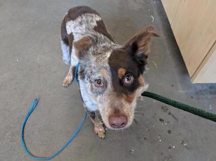 Texas Heeler Dogs for adoption in Camarillo, CA, USA