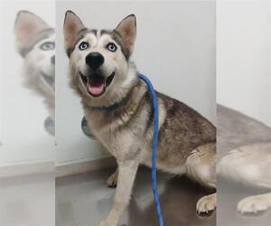 - Mix Dogs for adoption in Bakersfield, CA, USA