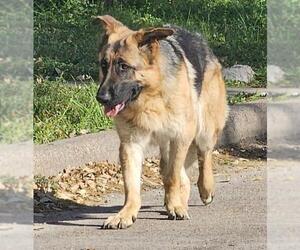 German Shepherd Dog Dogs for adoption in Pasadena, TX, USA