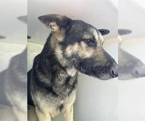 German Shepherd Dog-Unknown Mix Dogs for adoption in Houston, TX, USA