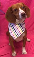 Beagle Dogs for adoption in Gilbertsville, PA, USA
