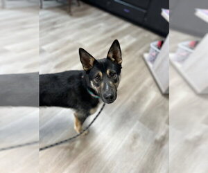 German Shepherd Dog-Unknown Mix Dogs for adoption in Claremore, OK, USA