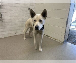 Siberian Husky-Unknown Mix Dogs for adoption in San Bernardino, CA, USA