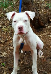 American Bulldog Dogs for adoption in Social Circle, GA, USA