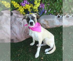 Mutt Dogs for adoption in Oklahoma City, OK, USA