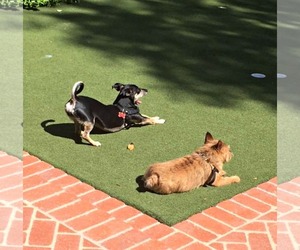 Chipin Dogs for adoption in Redondo Beach, CA, USA