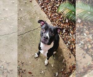 American Staffordshire Terrier Dogs for adoption in San Antonio, TX, USA