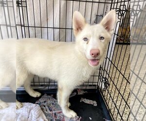 Siberian Husky Dogs for adoption in San Bernardino, CA, USA