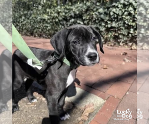 Labrador Retriever-Unknown Mix Dogs for adoption in Washington, DC, USA