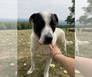 Great Pyrenees-Unknown Mix Dogs for adoption in Okolona, MS, USA