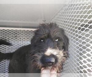 Labradoodle Dogs for adoption in Bakersfield, CA, USA
