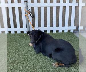 Shepweiller Dogs for adoption in Modesto, CA, USA
