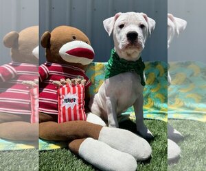 American Pit Bull Terrier-Dogo Argentino Mix Dogs for adoption in Redlands, CA, USA