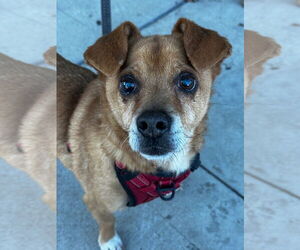 Chihuahua-Unknown Mix Dogs for adoption in Newport Beach, CA, USA