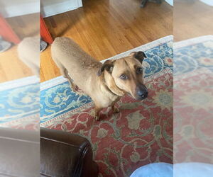 Mutt Dogs for adoption in Cliffwood, NJ, USA