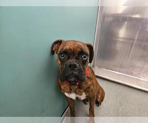 Boxer Dogs for adoption in San Clemente, CA, USA