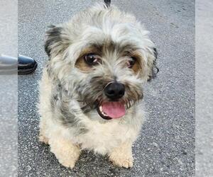 Maltese-Unknown Mix Dogs for adoption in San Antonio, TX, USA