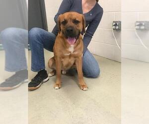 Boxador Dogs for adoption in Camden, TN, USA