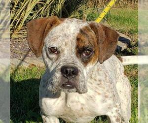 Boxer-Unknown Mix Dogs for adoption in Mount Carmel, IL, USA