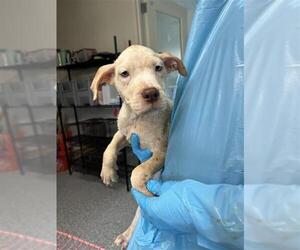 Pointer Dogs for adoption in San Antonio, TX, USA