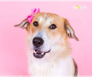 Australian Shepherd-Unknown Mix Dogs for adoption in Sandy, UT, USA