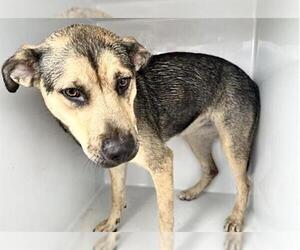 German Shepherd Dog-Unknown Mix Dogs for adoption in Houston, TX, USA