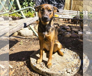 Mutt Dogs for adoption in Fallbrook, CA, USA