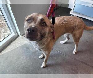 Labrador Retriever-Unknown Mix Dogs for adoption in Tavares, FL, USA