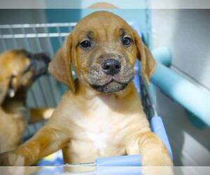 Redbone Coonhound-Unknown Mix Dogs for adoption in Tallahassee, FL, USA