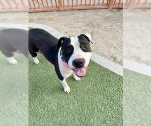 American Pit Bull Terrier-Unknown Mix Dogs for adoption in Las Vegas, NV, USA