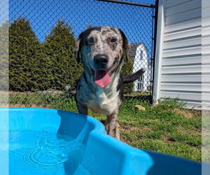 Catahoula Leopard Dog-Unknown Mix Dogs for adoption in garner, NC, USA