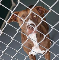 American Pit Bull Terrier-Labrador Retriever Mix Dogs for adoption in Waycross, GA, USA