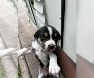 German Shepherd Dog-Unknown Mix Dogs for adoption in Houston, TX, USA