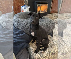 Chihuahua-Labrador Retriever Mix Dogs for adoption in Virginia Beach, VA, USA