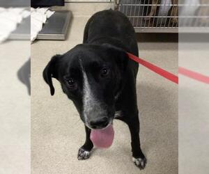 Mutt Dogs for adoption in Riverside, CA, USA