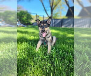 Siberian Husky-Unknown Mix Dogs for adoption in Minneapolis, MN, USA