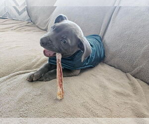 American Pit Bull Terrier-Unknown Mix Dogs for adoption in Catasauqua, PA, USA