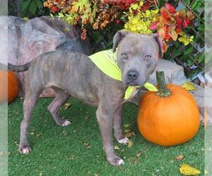 American Pit Bull Terrier Dogs for adoption in Oklahoma City, OK, USA